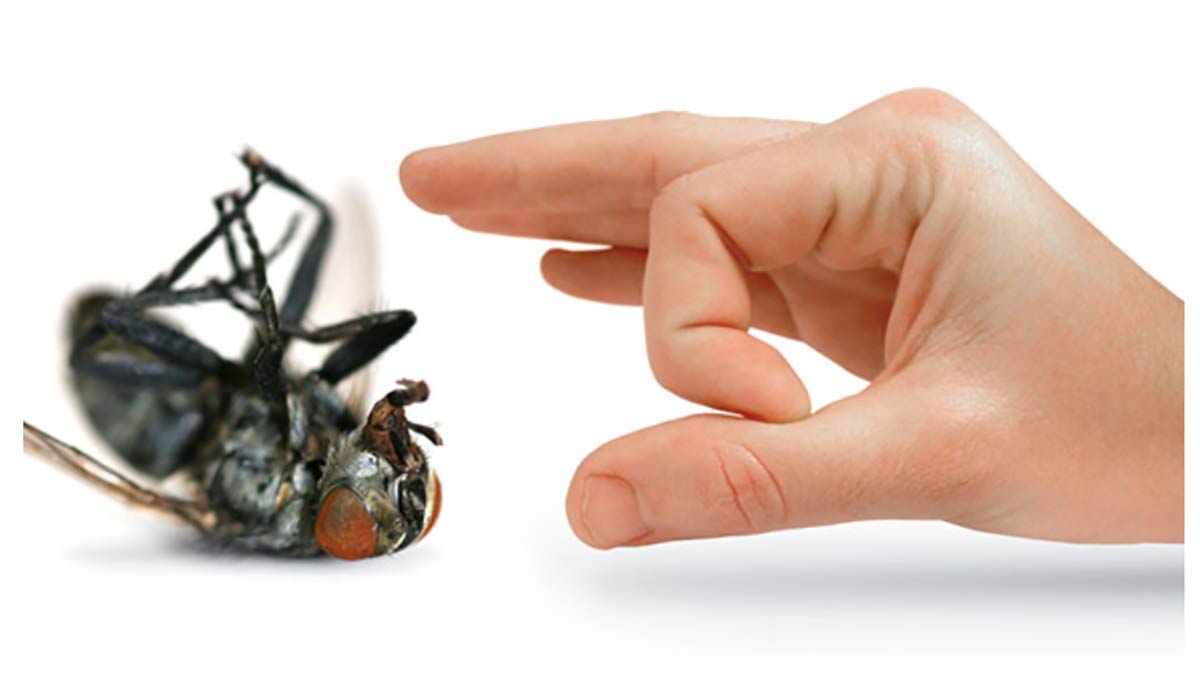 Pests out of Your Home